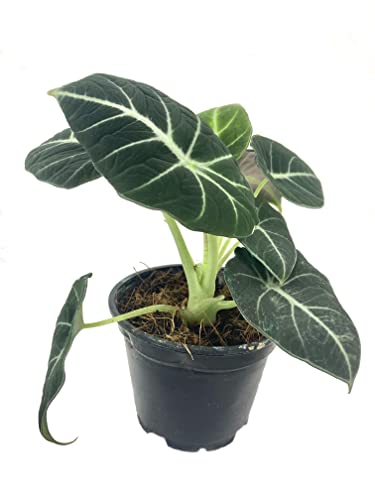 Rare Alocasia Black Velvet Plant - 4" Pot