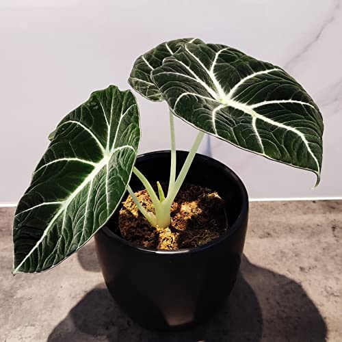 Rare Alocasia Black Velvet Plant - 4" Pot