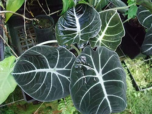 Rare Alocasia Black Velvet Plant - 4" Pot