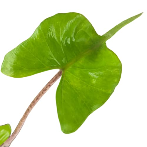 Stingray Elephant Ear Live Plant - Alocasia