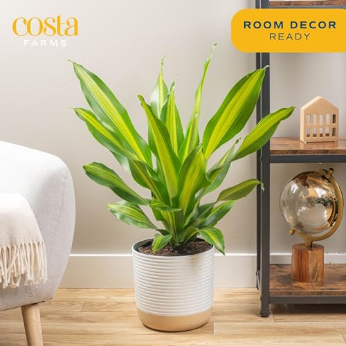 Golden Heart Dracaena Live Indoor Plant - 2-3 Feet Tall