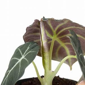 Rare Alocasia Black Velvet Plant - 4" Pot