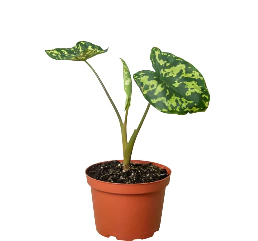Alocasia 'Hilo Beauty' - Indoor Plant | Natural Décor | Gifts