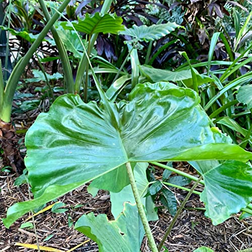 Stingray Elephant Ear Live Plant - Alocasia