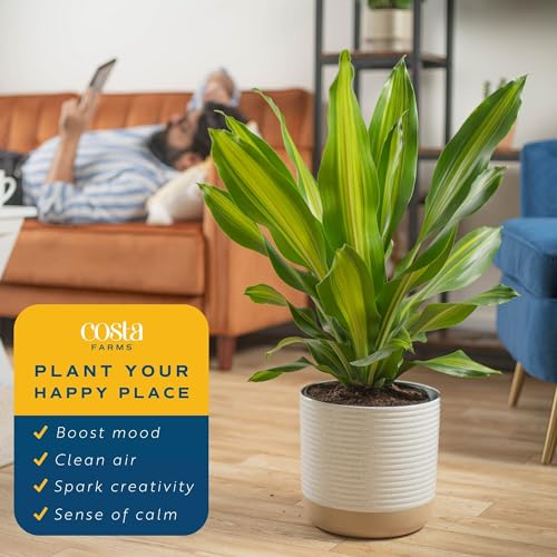 Golden Heart Dracaena Live Indoor Plant - 2-3 Feet Tall