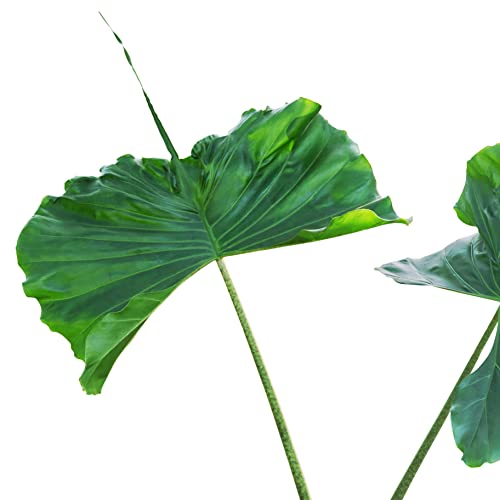 Stingray Elephant Ear Live Plant - Alocasia