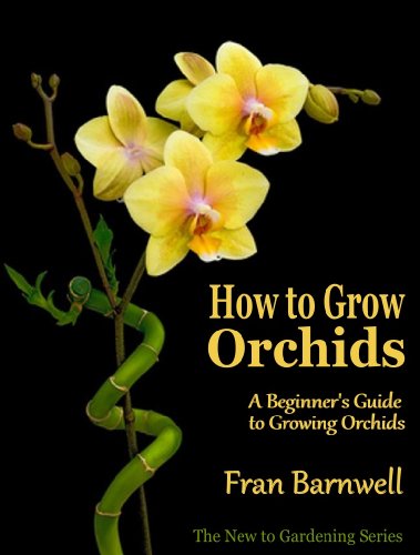 Beginner's Guide to Growing Orchids