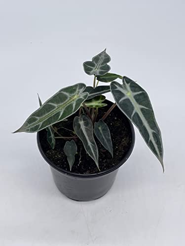 Sander's Alocasia Kris Plant in 4" Pot