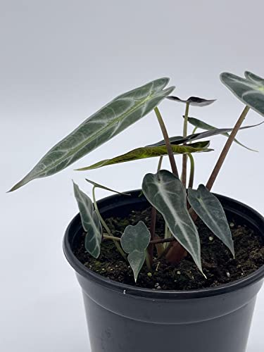 Sander's Alocasia Kris Plant in 4" Pot