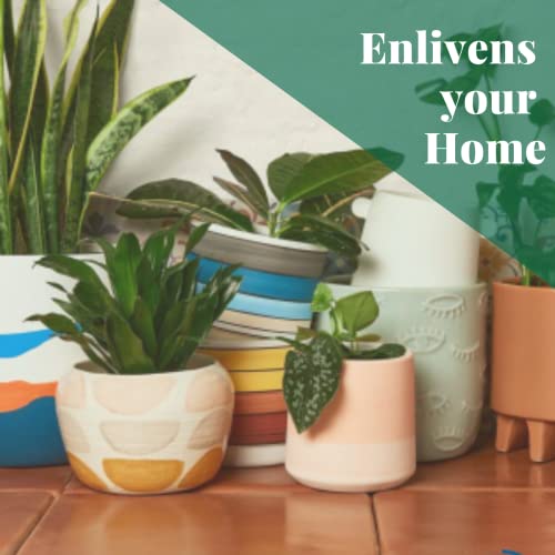 Alocasia 'Hilo Beauty' - Indoor Plant | Natural Décor | Gifts
