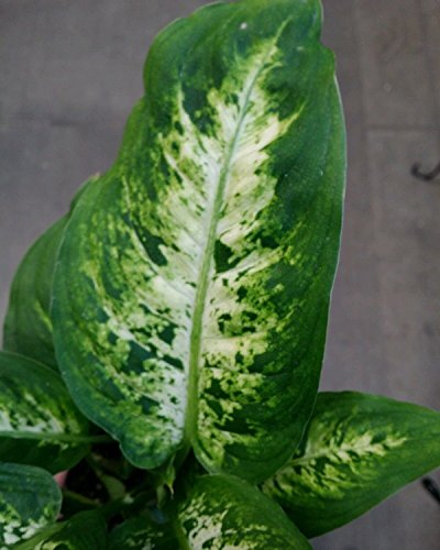 Easy-care Splash Dieffenbachia Houseplant