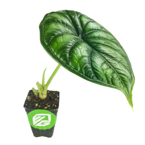 Live Dragon Scale Elephant Ear Plant - Alocasia Baginda