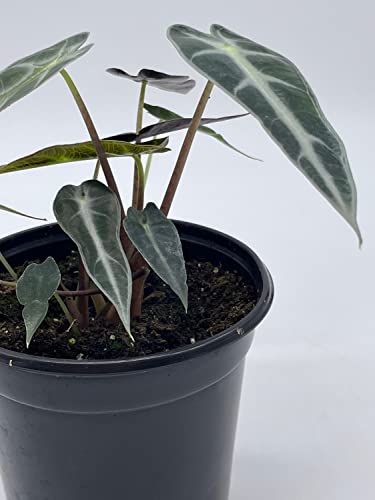 Sander's Alocasia Kris Plant in 4" Pot