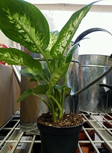 Easy-care Splash Dieffenbachia Houseplant
