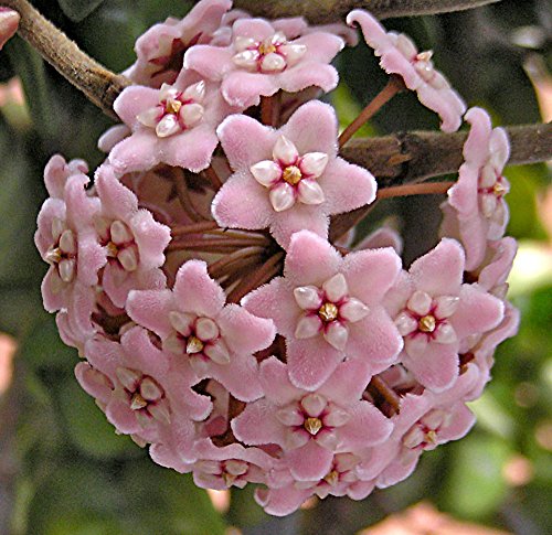 Hoya Indian Rope Plant - Exotic/Blooming - 4" Pot