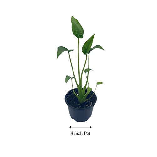 Full Alocasia 'Tiny Dancer' in 4" pot