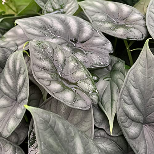 Live Dragon Scale Elephant Ear Plant - Alocasia Baginda