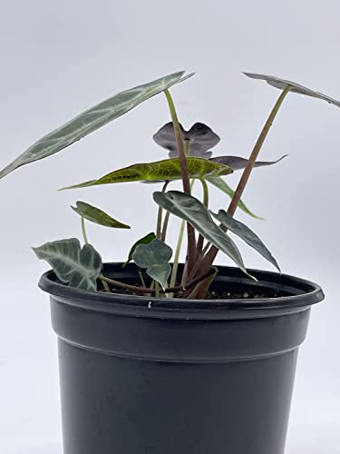 Sander's Alocasia Kris Plant in 4" Pot