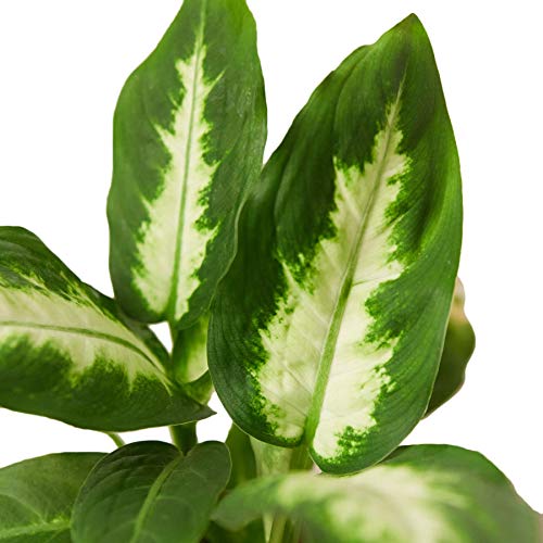 Dieffenbachia Camille - 4" Pot | Tropical Houseplant