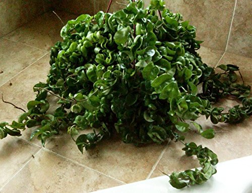 Hoya Indian Rope Plant - Exotic/Blooming - 4" Pot
