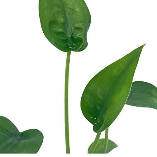 Full Alocasia 'Tiny Dancer' in 4" pot