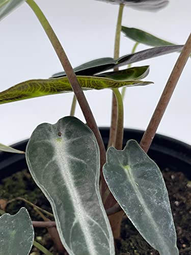 Sander's Alocasia Kris Plant in 4" Pot