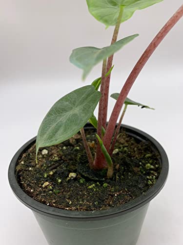 Variegated Ivory Coast Elephant Ear Plant