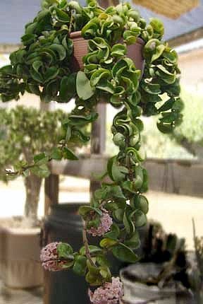 Hoya Indian Rope Plant - Exotic/Blooming - 4" Pot