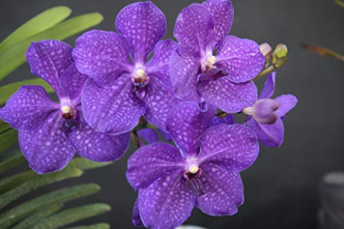 Strap Leaf Vanda Orchid Hawaiian Starter Plant F1