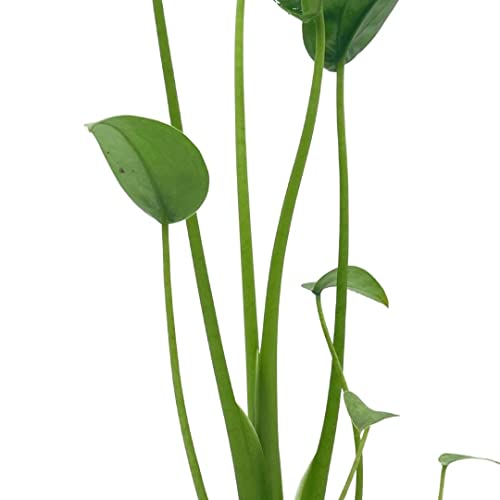 Full Alocasia 'Tiny Dancer' in 4" pot