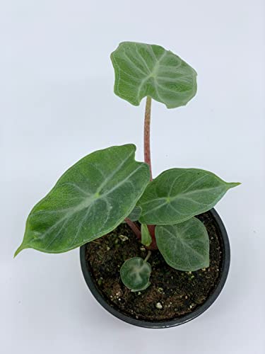 Variegated Ivory Coast Elephant Ear Plant