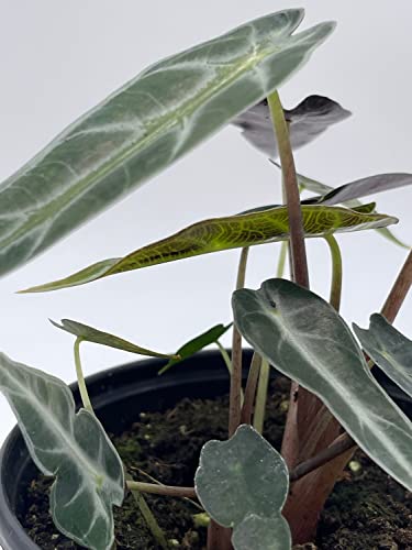 Sander's Alocasia Kris Plant in 4" Pot