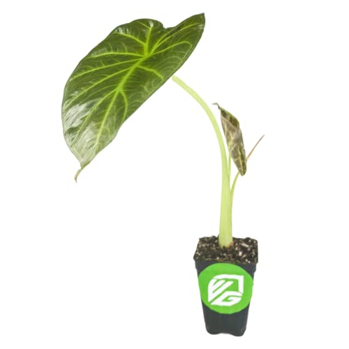 Regal Shields Elephant Ear Live Plant - Alocasia