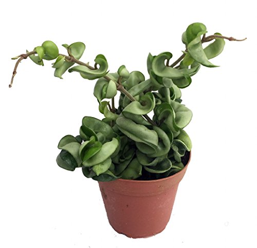 Hoya Indian Rope Plant - Exotic/Blooming - 4" Pot