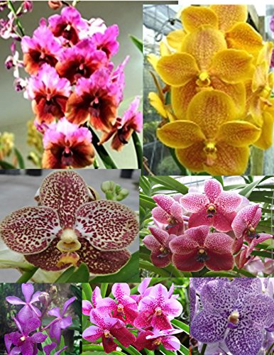 4 Live Orchid Plants to Choose (Vanda)