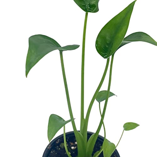 Full Alocasia 'Tiny Dancer' in 4" pot