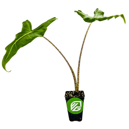 Sarian Elephant Ear Alocasia Live Plant