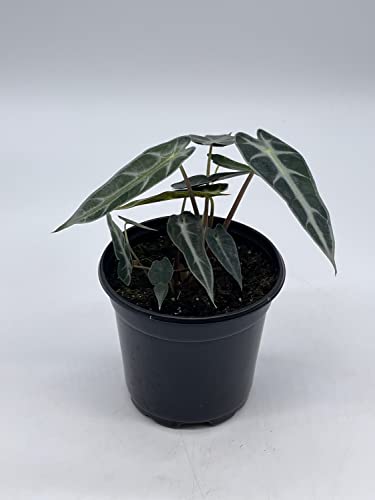 Sander's Alocasia Kris Plant in 4" Pot