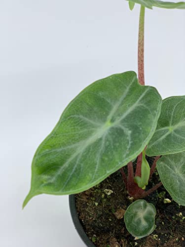 Variegated Ivory Coast Elephant Ear Plant