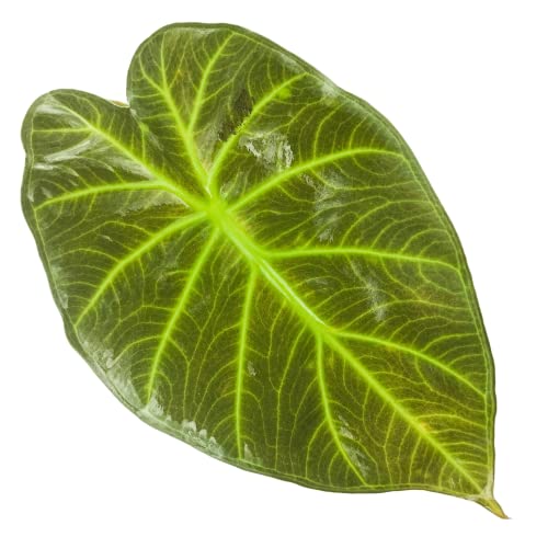 Regal Shields Elephant Ear Live Plant - Alocasia