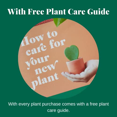 Dieffenbachia Camille - 4" Pot | Tropical Houseplant
