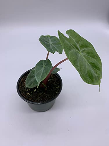 Variegated Ivory Coast Elephant Ear Plant
