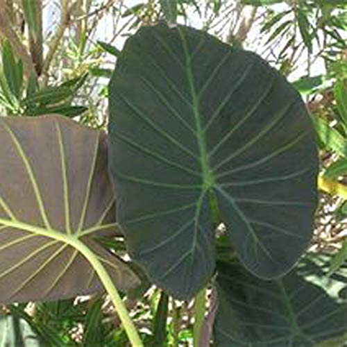 Regal Shields Elephant Ear Live Plant - Alocasia