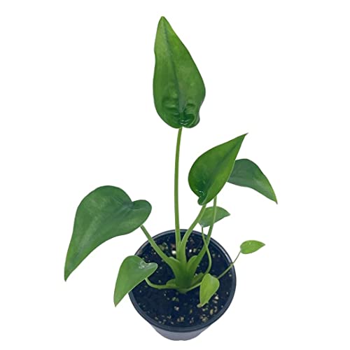 Full Alocasia 'Tiny Dancer' in 4" pot