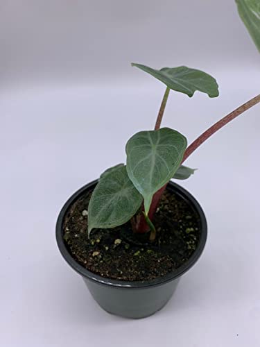 Variegated Ivory Coast Elephant Ear Plant