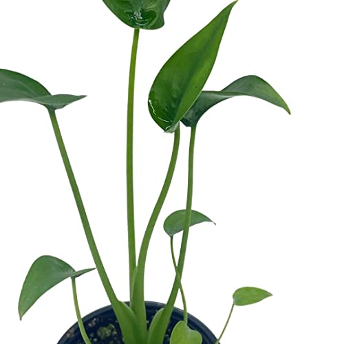 Full Alocasia 'Tiny Dancer' in 4" pot
