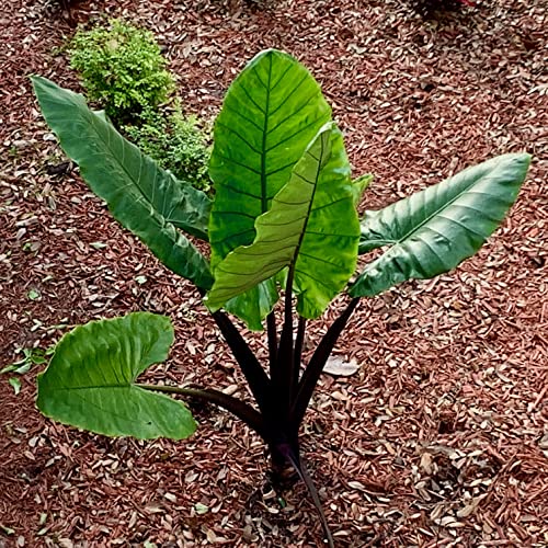 Black Stem Elephant Ear - Alocasia macrorrhiza