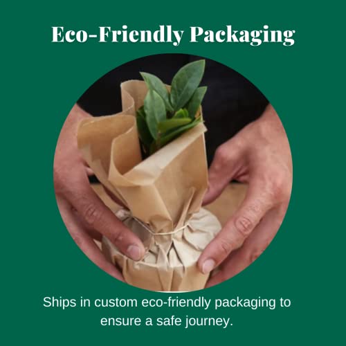 Dieffenbachia Camille - 4" Pot | Tropical Houseplant