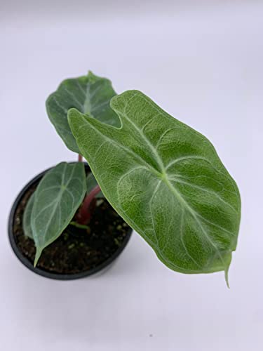 Variegated Ivory Coast Elephant Ear Plant