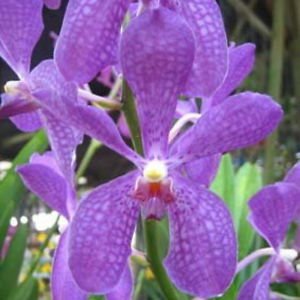 4 Live Orchid Plants to Choose (Vanda)